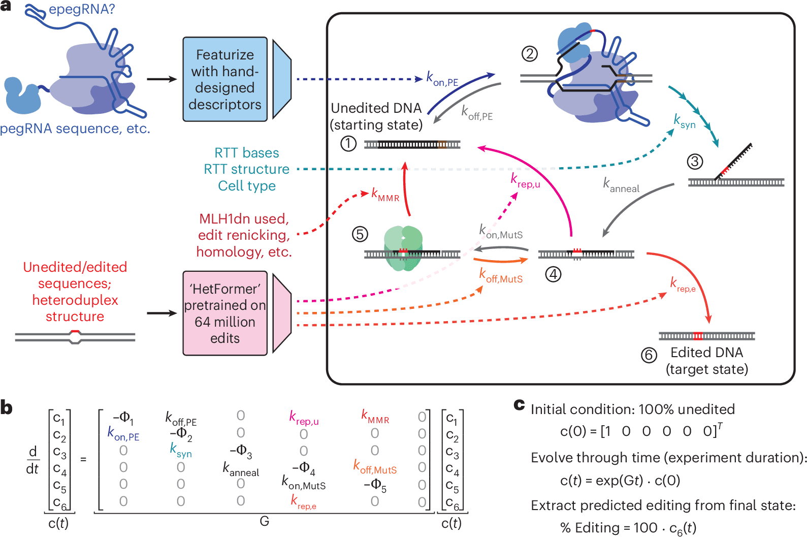 Figure showing a mechanistic state-transition model for predicting prime editing outcomes.