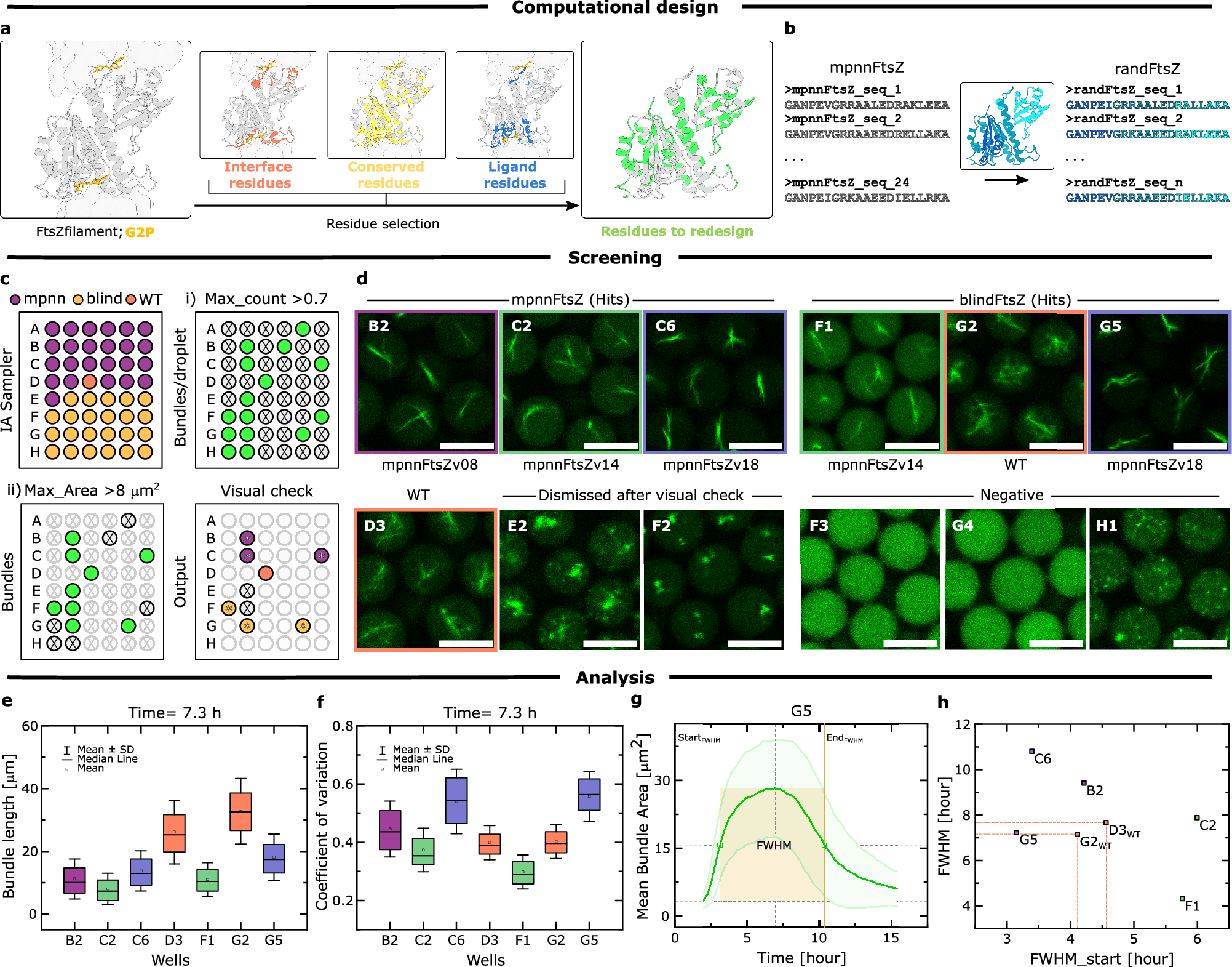 Figure showing computational protein design, droplet screening, fluorescence microscopy, and hit analysis.